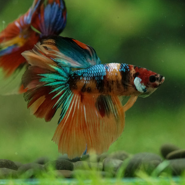 Galaxy/Candy Koi Halfmoon - 11 weeks old
