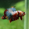 Multicolor/Galaxy Koi Plakat -13 weeks Old