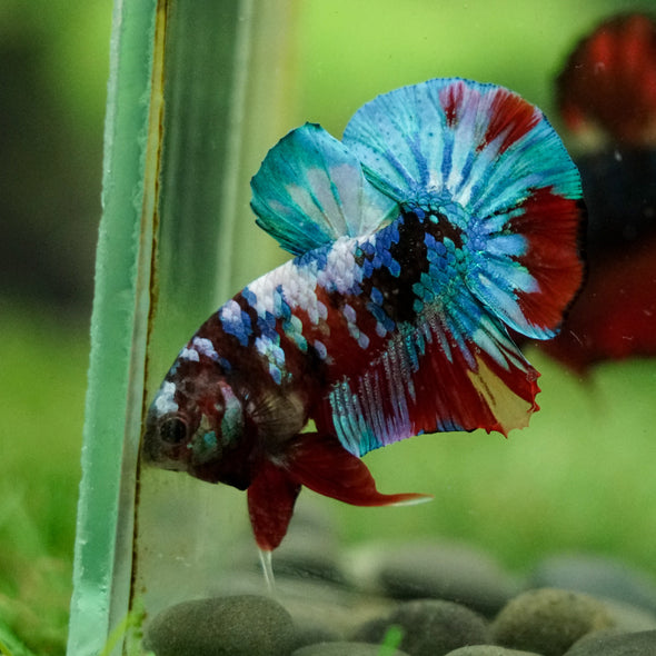 Multicolor/Galaxy Koi Plakat -16 weeks Old