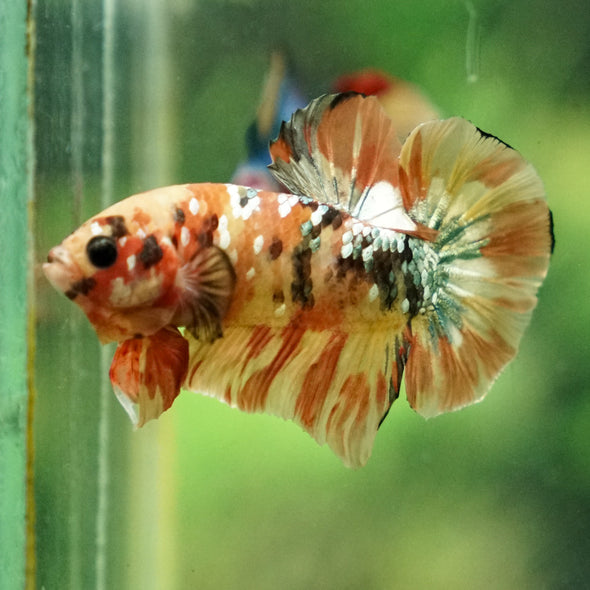 Multicolor/Galaxy Koi Plakat -13 weeks Old