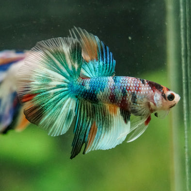 Galaxy/Candy Koi Halfmoon - 14 weeks old