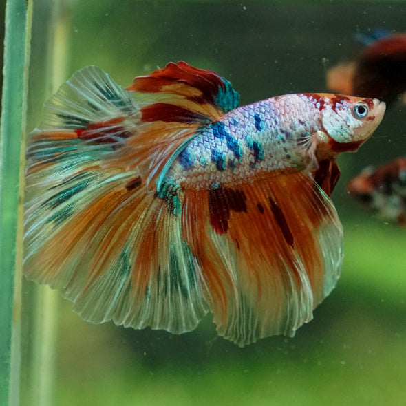 Galaxy/Candy Koi Halfmoon - 13 weeks old