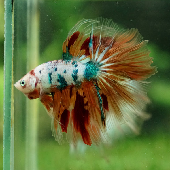 Galaxy/Candy Koi Halfmoon - 13 weeks old