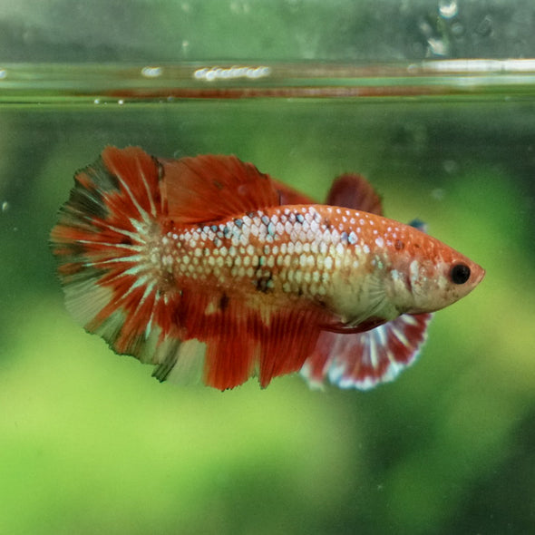 Multicolor/ Galaxy Koi Halfmoon- Female- 13 Weeks Old