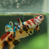 Multicolor/ Galaxy Koi Plakat- Female- 13 Weeks Old