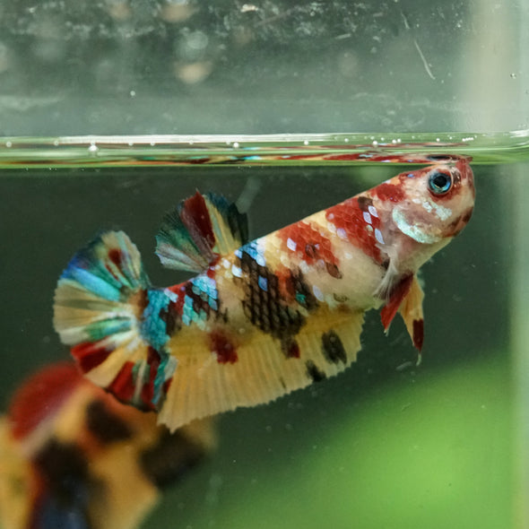 Multicolor/ Galaxy Koi Plakat- Female- 13 Weeks Old