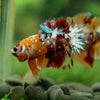 Multicolor/Galaxy Koi Plakat -16 weeks Old
