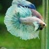 Dumbo Halfmoon - 12 weeks old