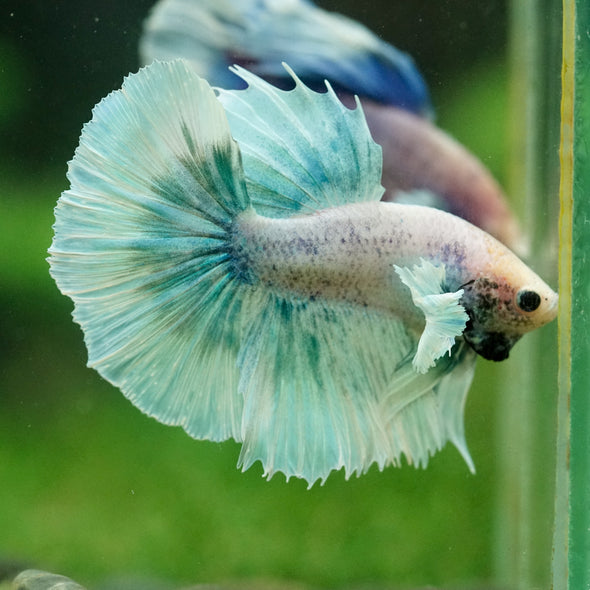 Dumbo Halfmoon - 12 weeks old