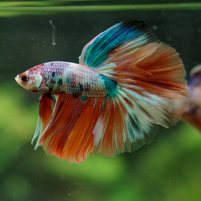 Galaxy/Candy Koi Halfmoon - 14 weeks old