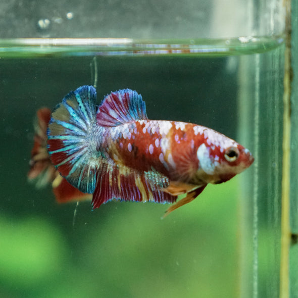 Multicolor/ Galaxy Koi Plakat - Female- 13 Weeks Old