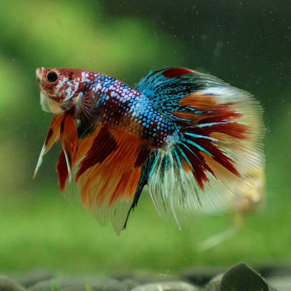 Galaxy/Candy Koi Halfmoon - 13 weeks old