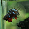 Black Base Galaxy Koi Halfmoon (Avatar) - 14 weeks old
