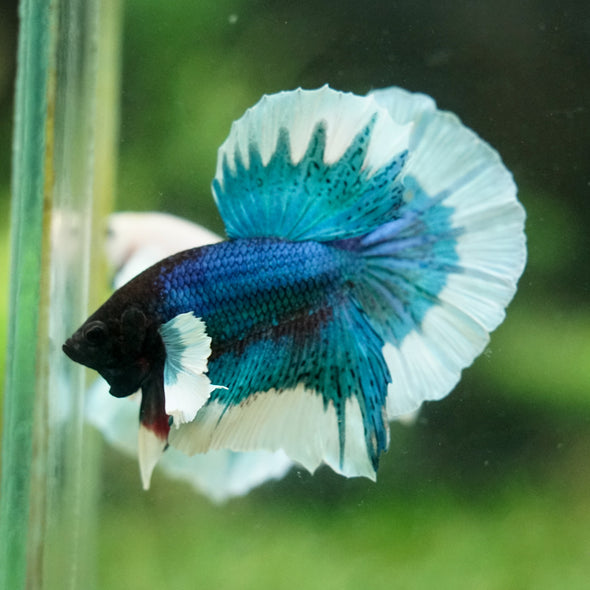 Dumbo Halfmoon - 12 weeks old