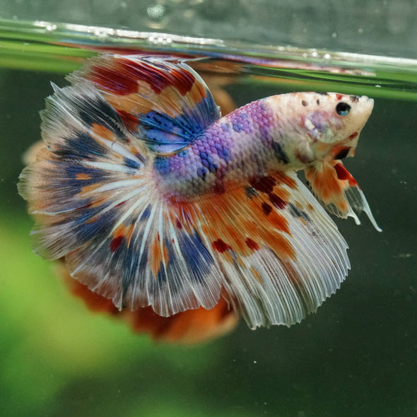 Galaxy/Candy Koi Halfmoon - 14 weeks old