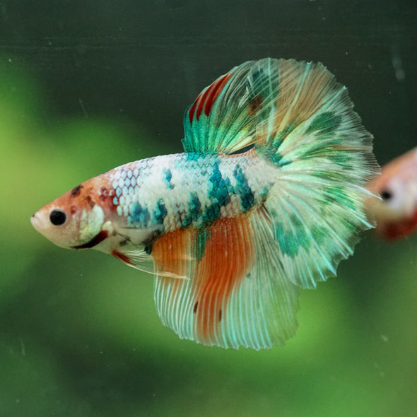 Galaxy/Candy Koi Halfmoon - 11 weeks old