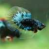 Black Base Galaxy/Candy Koi Halfmoon - 14 weeks old