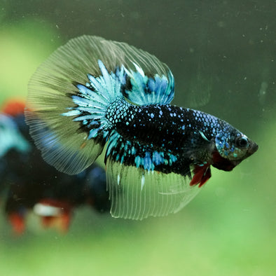 Black Base Galaxy/Candy Koi Halfmoon - 14 weeks old