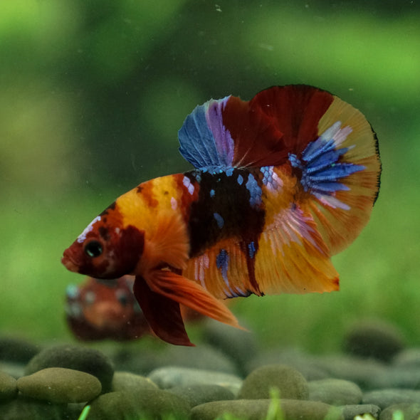 Multicolor/Galaxy Koi Plakat -13 weeks Old