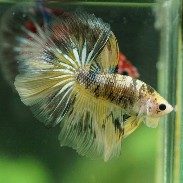 Galaxy/Candy Koi Halfmoon - 11 weeks old