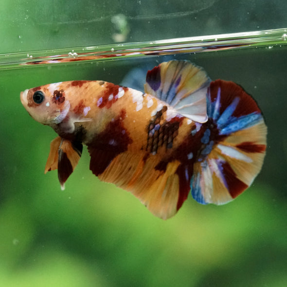 Multicolor/Galaxy Koi Plakat -14 weeks Old