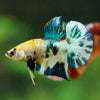 Multicolor/Galaxy Koi Plakat -16 weeks Old