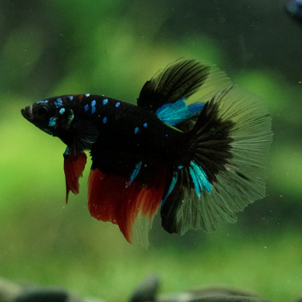Black Base Galaxy Koi Halfmoon (Avatar) - 14 weeks old