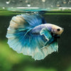 Dumbo Halfmoon - 12 weeks old