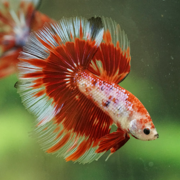 Galaxy/Candy Koi Halfmoon - 14 weeks old
