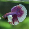 Dumbo Halfmoon - 14 weeks old