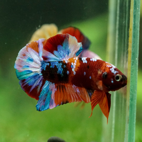 Multicolor/Galaxy Koi Plakat -16 weeks Old