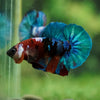 Multicolor/Galaxy Koi Plakat -16 weeks Old