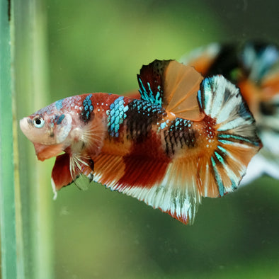 Multicolor/Galaxy Koi Plakat -16 weeks Old