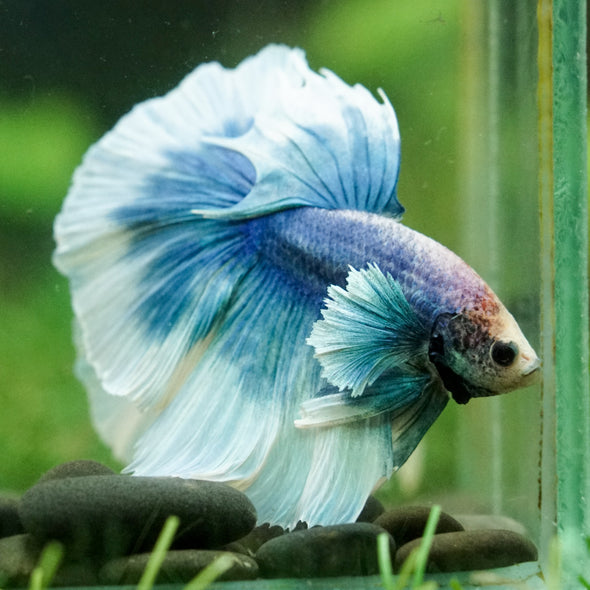 Dumbo Halfmoon - 12 weeks old