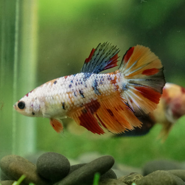 Multicolor/ Galaxy Koi Halfmoon - Female- 13 Weeks Old