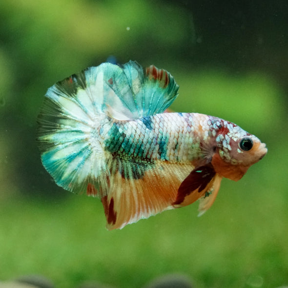 Multicolor/Galaxy Koi Plakat -16 weeks Old