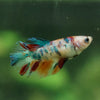 Multicolor/ Galaxy Koi Halfmoon - Female- 13 Weeks Old