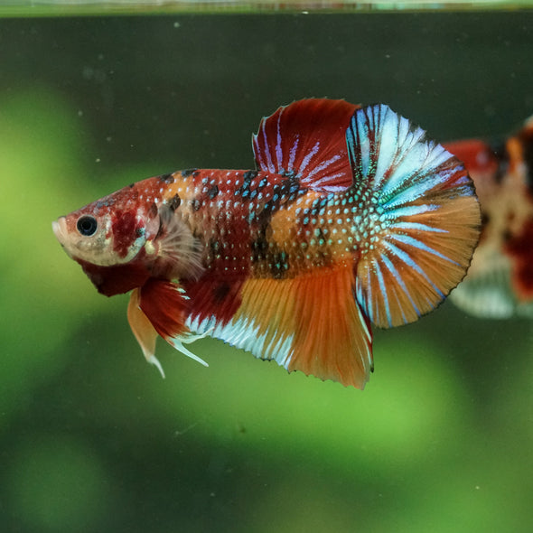 Multicolor/Galaxy Koi Plakat -16 weeks Old