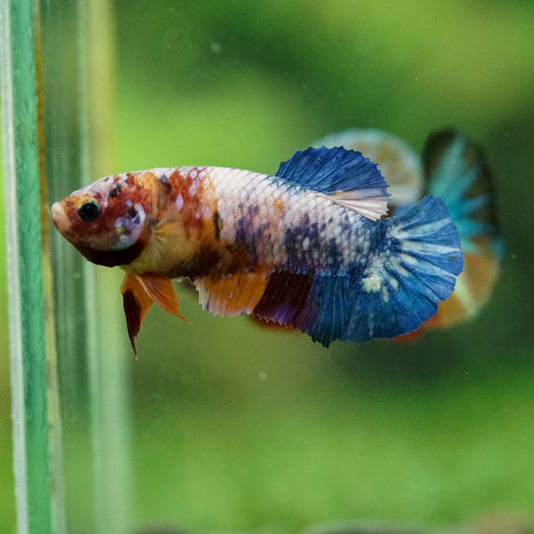 Multicolor/ Galaxy Koi Plakat- Female- 13 Weeks Old