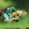 Multicolor/Galaxy Koi Plakat -16 weeks Old