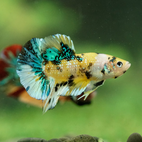 Multicolor/Galaxy Koi Plakat -16 weeks Old