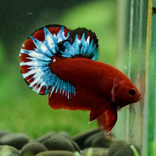 Red Fancy (Hell Boy) Plakat -13 weeks Old