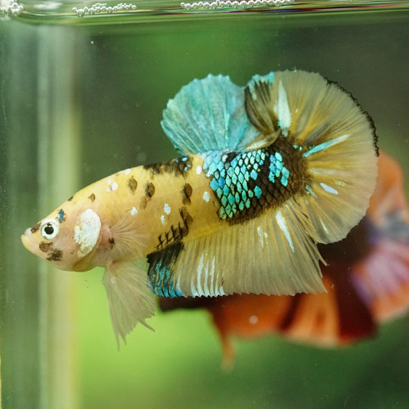 Multicolor/Galaxy Koi Plakat -16 weeks Old