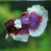 Dumbo Halfmoon - 10 weeks old