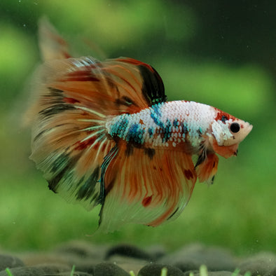 Galaxy Koi Halfmoon - 13 weeks old