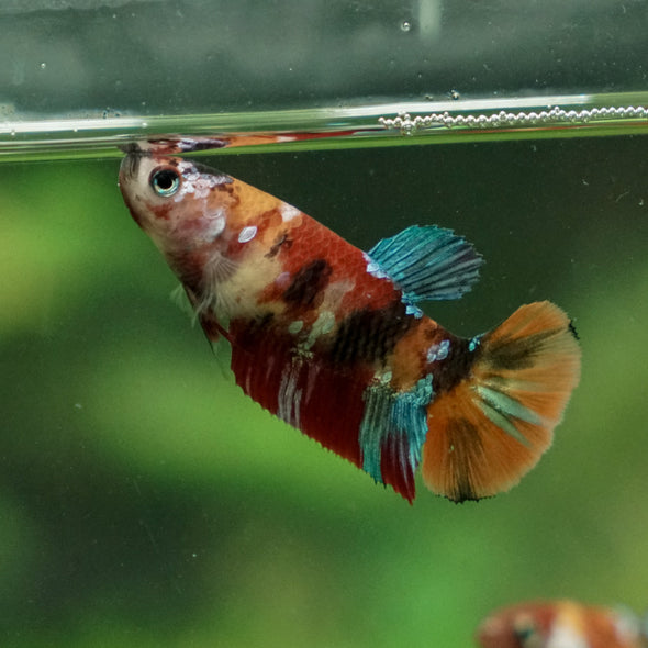 Multicolor/ Galaxy Koi Plakat - Female- 13 Weeks Old