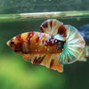 Multicolor/Galaxy Koi Plakat -14 weeks Old