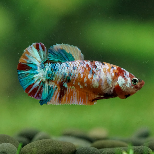 Multicolor/ Galaxy Koi Plakat- Female- 13 Weeks Old