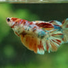 Multicolor/ Galaxy Koi Halfmoon - Female- 13 Weeks Old