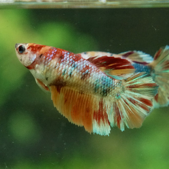 Multicolor/ Galaxy Koi Halfmoon - Female- 13 Weeks Old